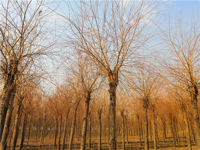 金絲垂柳照片種植基地實(shí)拍