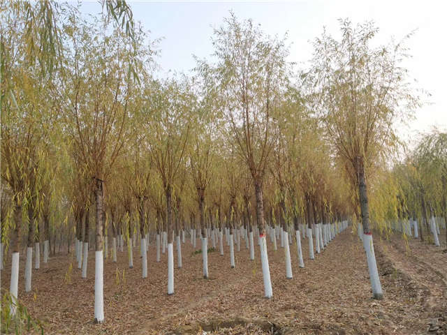 金絲垂柳照片種植基地實(shí)拍