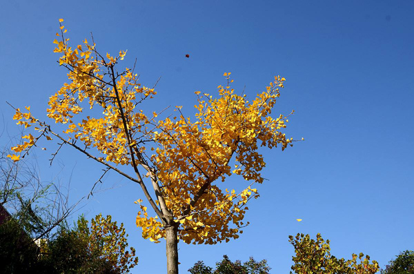 銀杏樹