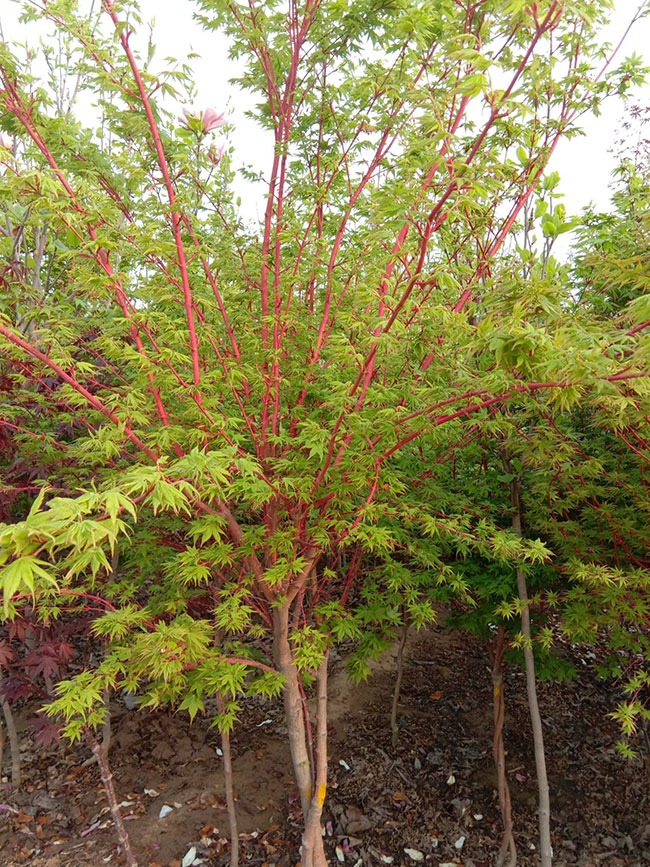 紅楓多少錢一棵?2020年紅楓價格最新行情預測