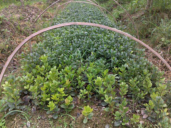 無刺枸骨扦插苗