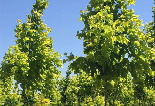 金葉復(fù)葉槭