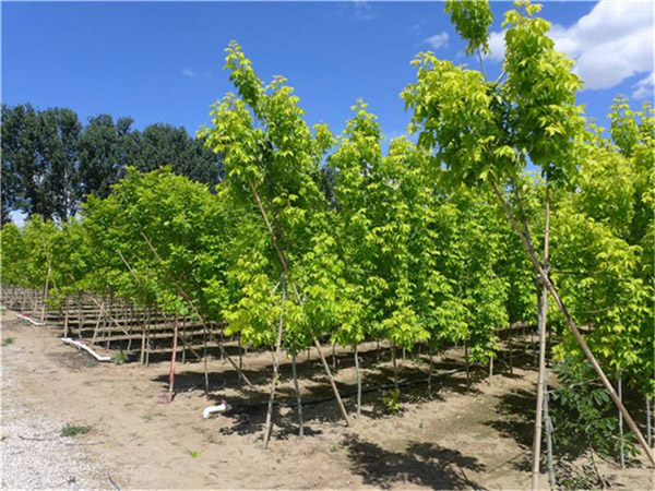 金葉復(fù)葉槭苗圃