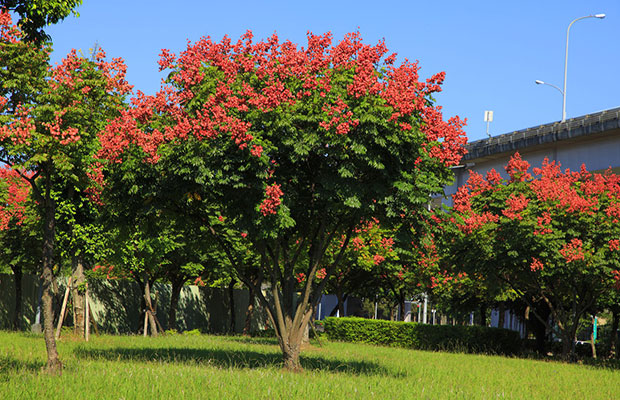 欒樹4.jpg