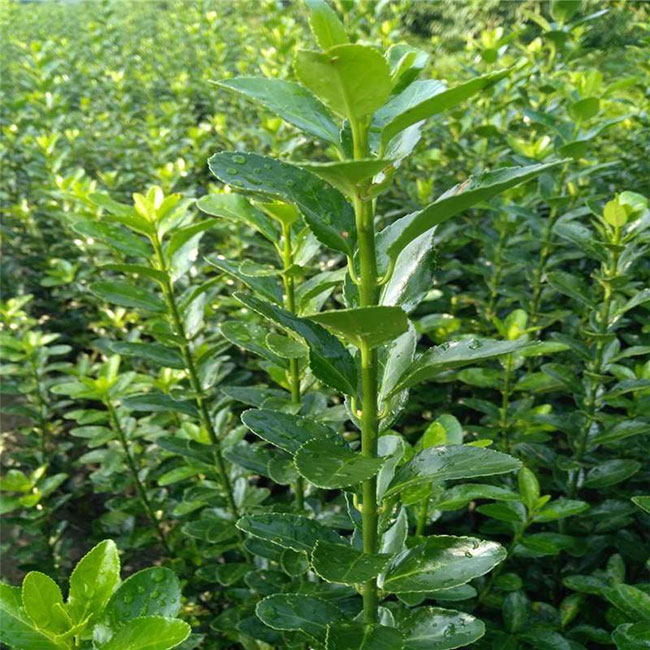 冬青樹(shù)價(jià)格多少錢(qián)一棵?冬青樹(shù)的種植方法