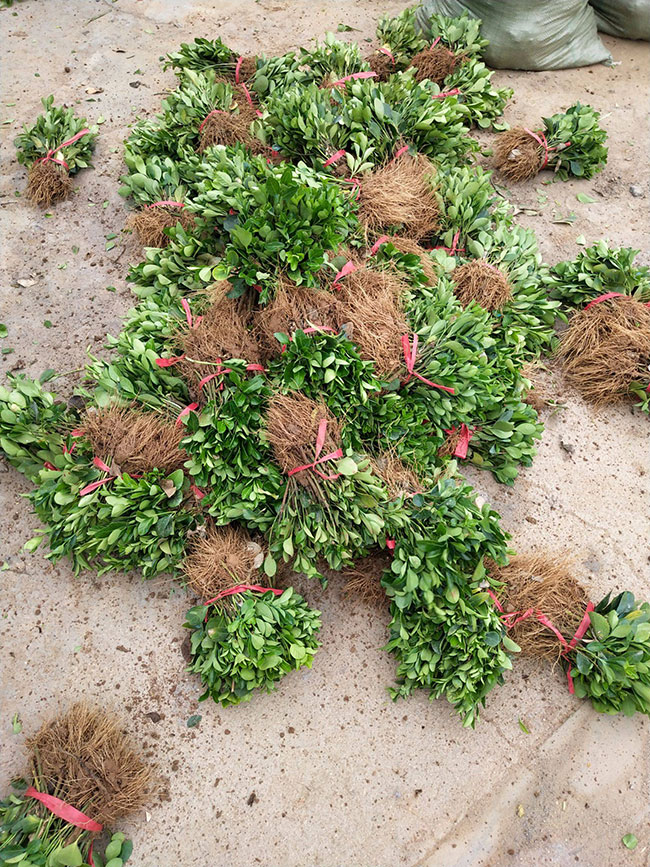 冬青樹(shù)價(jià)格多少錢(qián)一棵?冬青樹(shù)的種植方法