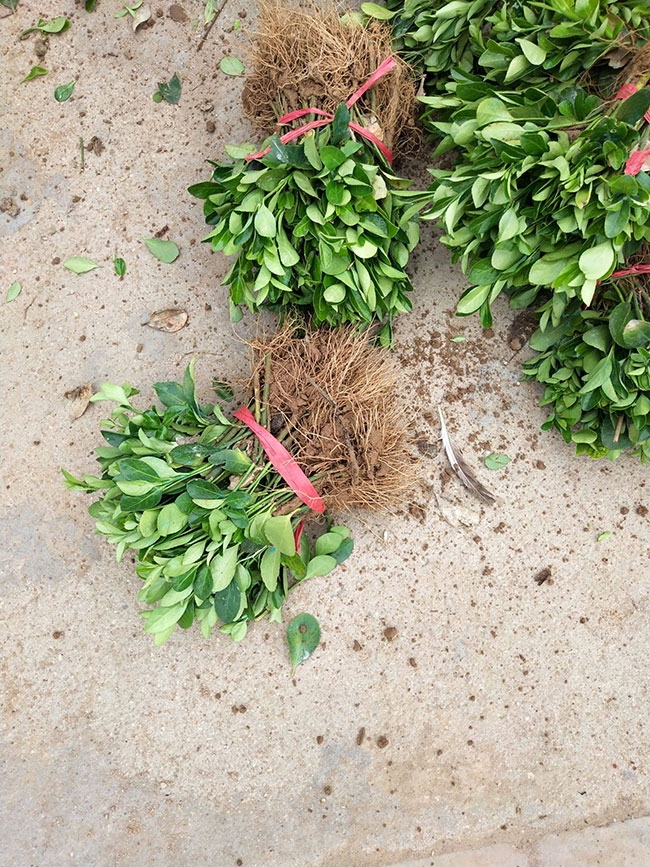 冬青樹(shù)價(jià)格多少錢(qián)一棵?冬青樹(shù)的種植方法