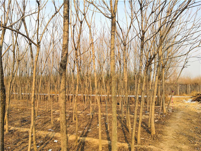 臭椿種植基地實(shí)拍