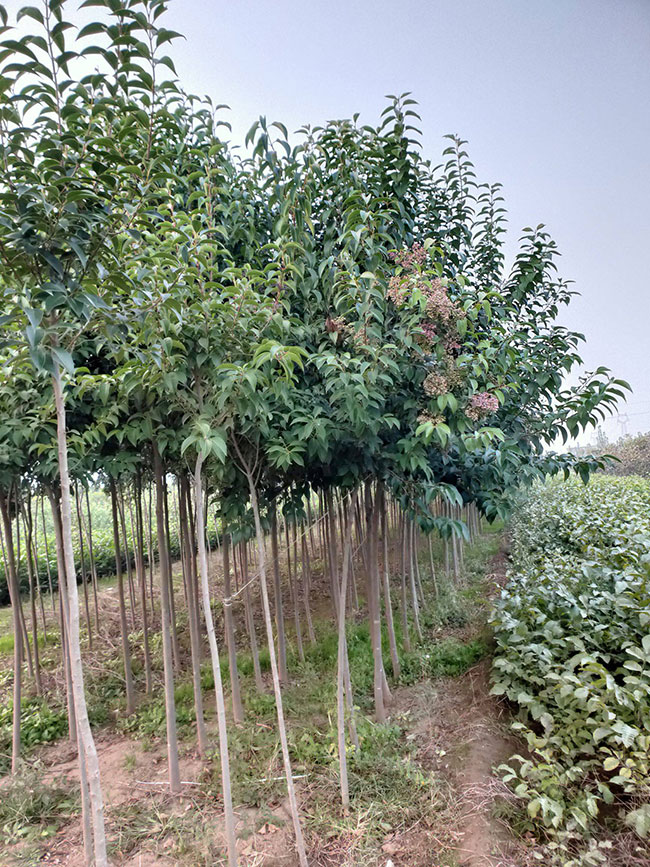 15公分大葉女貞價格多少錢？2020年最新大葉女貞價格