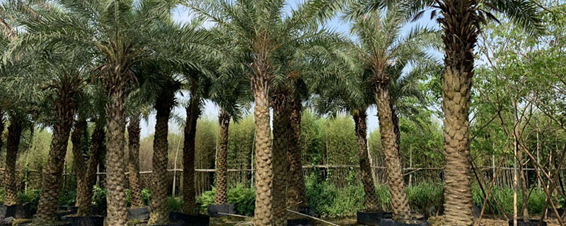 8米中東海棗價(jià)格多少錢一棵