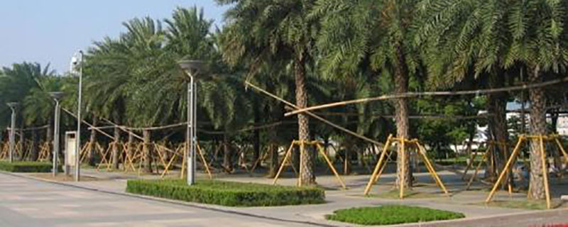 9米中東海棗價(jià)格多少錢一棵