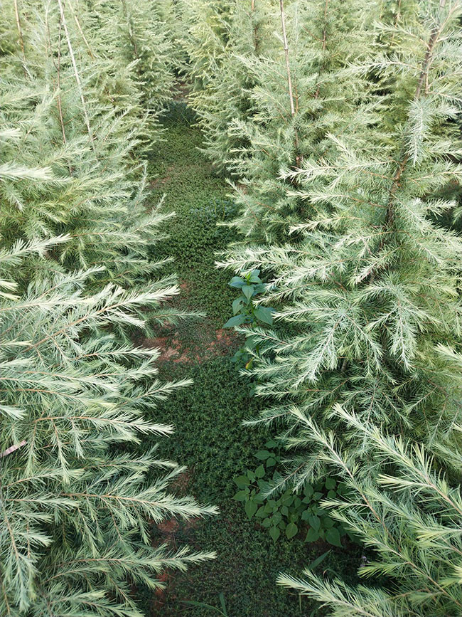 雪松多少錢一棵?2020年雪松價(jià)格最新價(jià)格