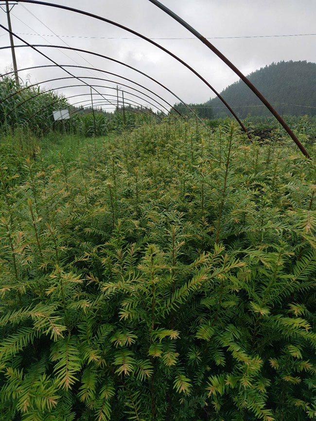 紅豆杉多少錢一棵?2020年紅豆杉價格最新行情預(yù)測