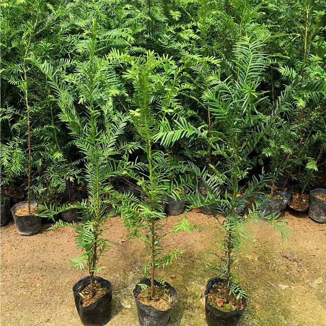 紅豆杉多少錢一棵?2020年紅豆杉價格最新行情預(yù)測