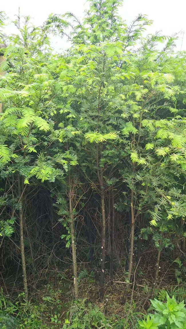 紅豆杉多少錢一棵?2020年紅豆杉價格最新行情預(yù)測