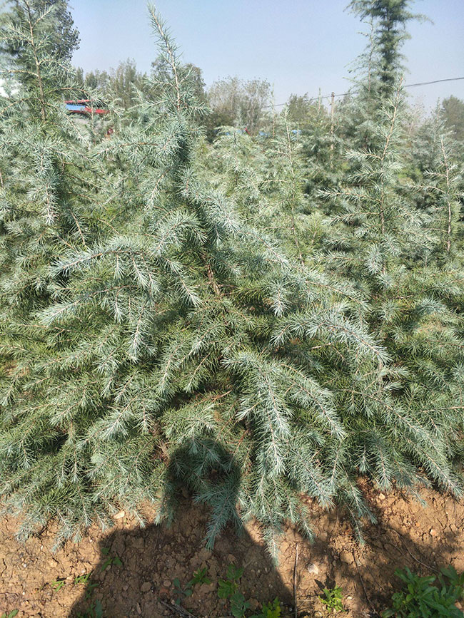 雪松多少錢一棵?2020年雪松行情預(yù)測