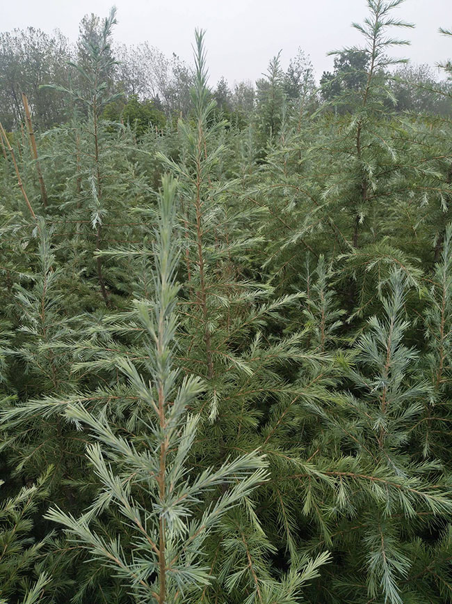 雪松多少錢一棵?2020年雪松行情預(yù)測