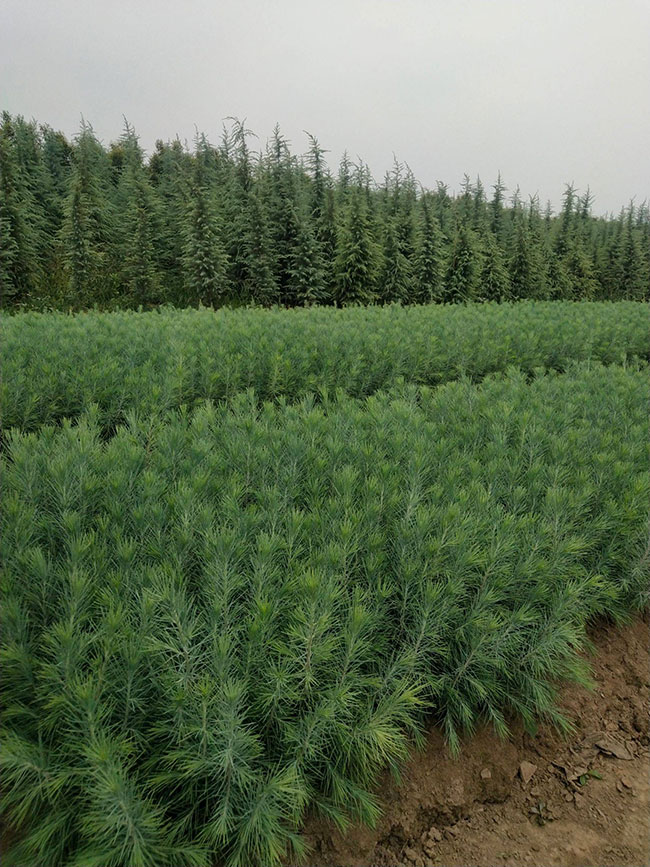 雪松多少錢一棵?2020年雪松行情預(yù)測