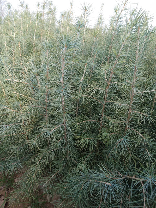 雪松多少錢一棵?2020年雪松行情預(yù)測