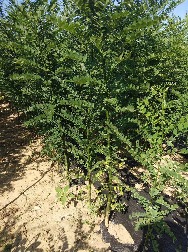 國槐一畝地種植多少棵?什么時間種植?國槐種植前景