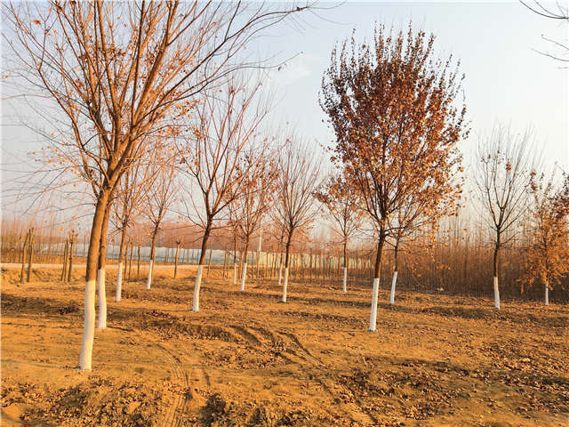 五角楓種植基地實拍