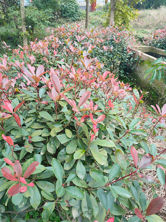 紅葉石楠品種都有哪些?紅葉石楠品種怎樣區(qū)分?