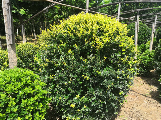 沭陽長景園林金葉女貞球種植基地實拍圖片