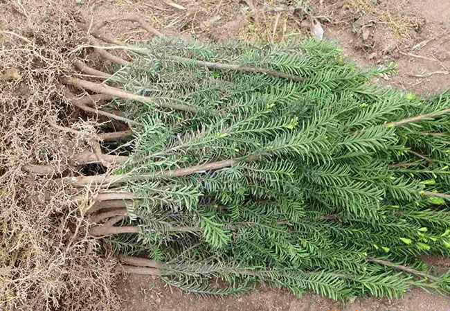 紅豆杉畝產(chǎn)量多少?一畝紅豆杉的經(jīng)濟(jì)效益