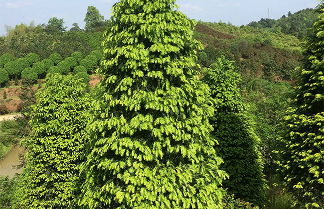 紅豆杉畝產(chǎn)量多少?一畝紅豆杉的經(jīng)濟(jì)效益