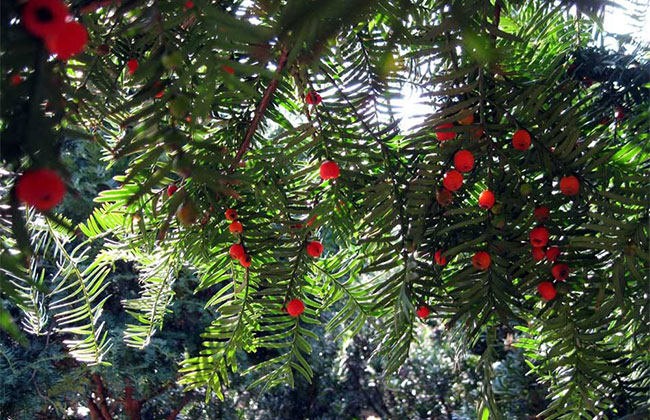 紅豆杉畝產(chǎn)量多少?一畝紅豆杉的經(jīng)濟(jì)效益