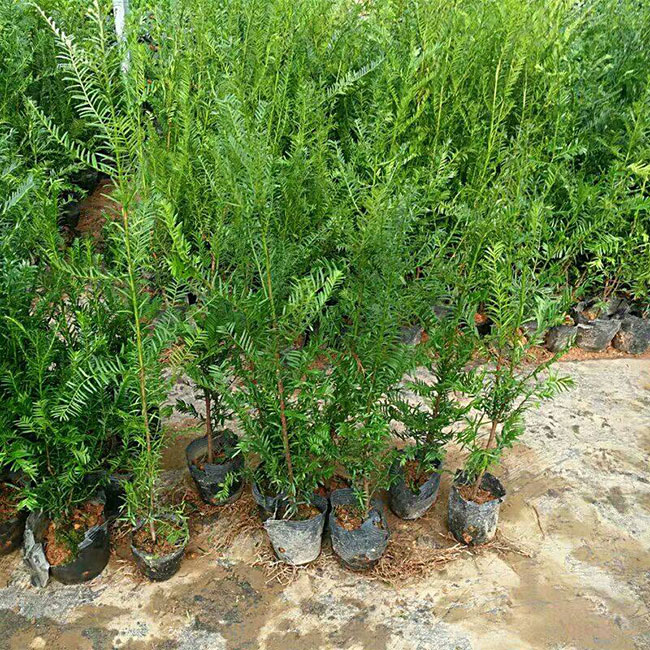 紅豆杉畝產(chǎn)量多少?一畝紅豆杉的經(jīng)濟(jì)效益