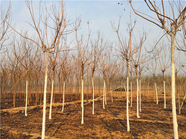 欒樹（北欒）種植基地實(shí)拍