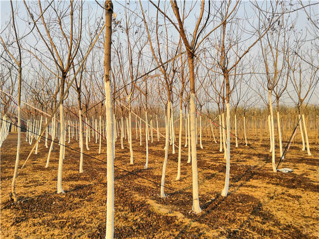 欒樹（北欒）種植基地實(shí)拍