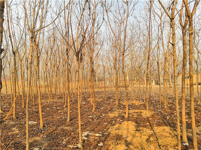 欒樹（北欒）種植基地實(shí)拍