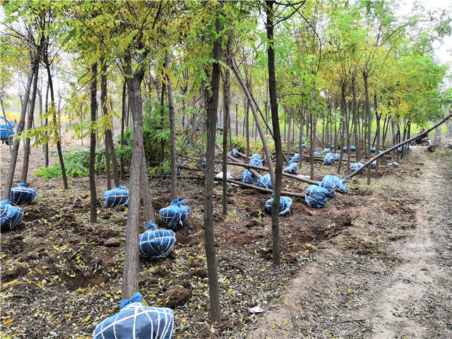 沭陽(yáng)長(zhǎng)景園林刺槐種植基地實(shí)拍圖片