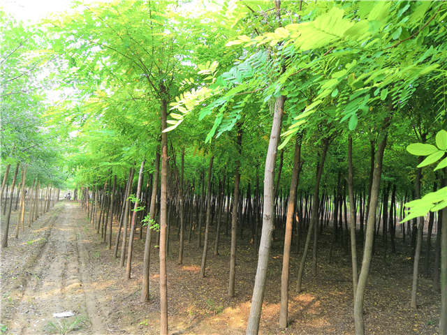 沭陽(yáng)長(zhǎng)景園林刺槐種植基地實(shí)拍圖片