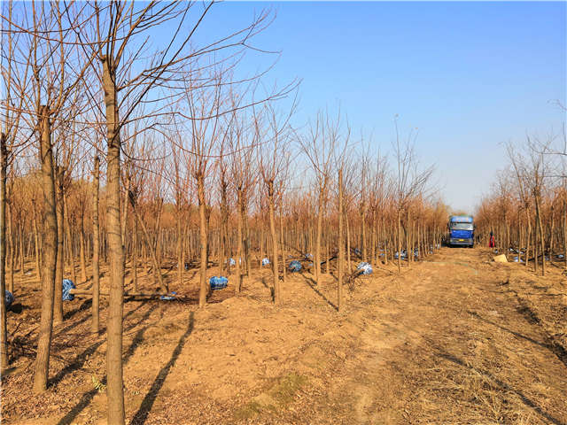 沭陽長(zhǎng)景園林刺槐種植基地實(shí)拍圖片