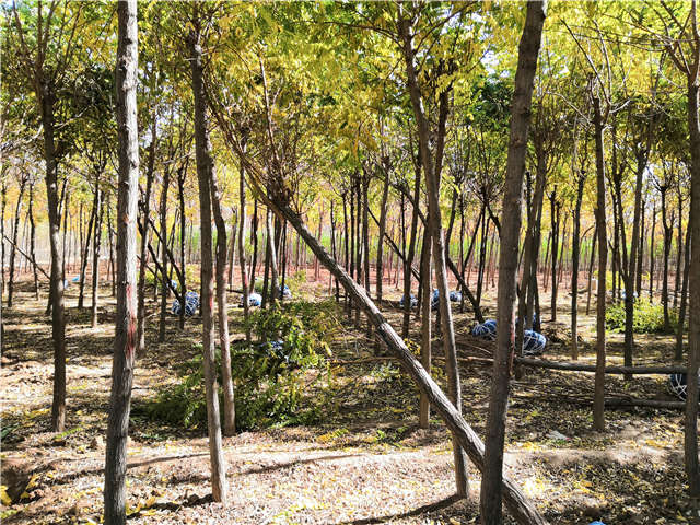 沭陽長(zhǎng)景園林刺槐種植基地實(shí)拍圖片