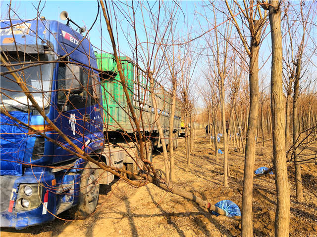 沭陽長(zhǎng)景園林刺槐種植基地實(shí)拍圖片