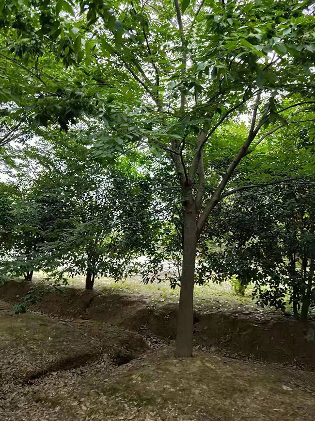 櫸樹產(chǎn)地在什么地方?櫸樹適合什么地方種植?