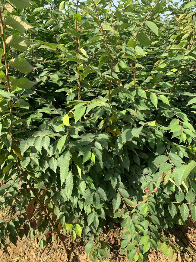 櫸樹產(chǎn)地在什么地方?櫸樹適合什么地方種植?