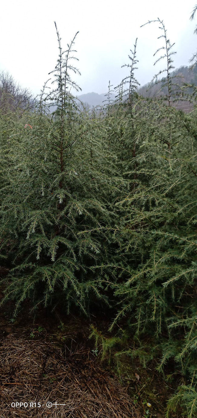 雪松多少錢一棵?2020年雪松價格最新行情預(yù)測