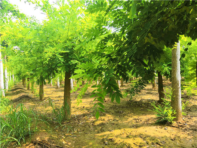沭陽長景園林矮接金枝槐種植基地實拍圖片