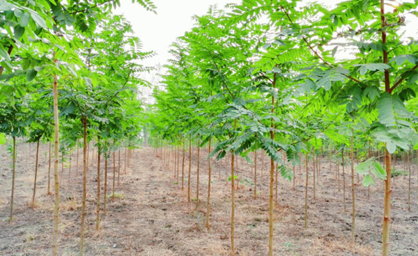 刺槐基地實(shí)拍圖