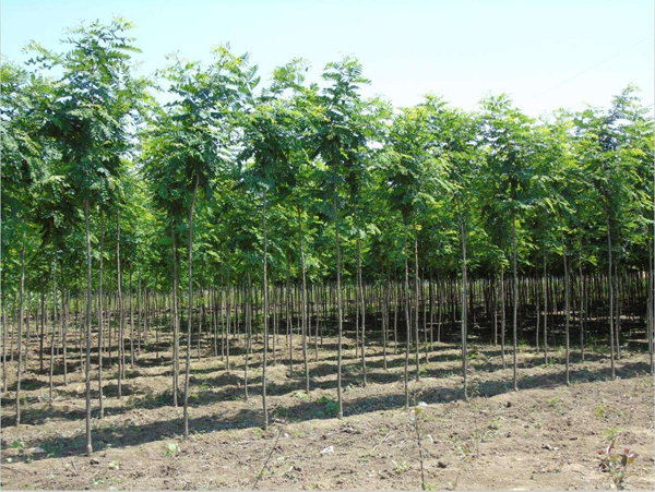 刺槐基地實(shí)拍圖