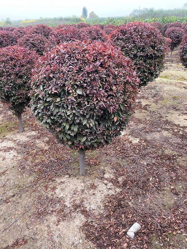 紫葉李什么時(shí)候修剪?紫葉李修剪整形技術(shù)