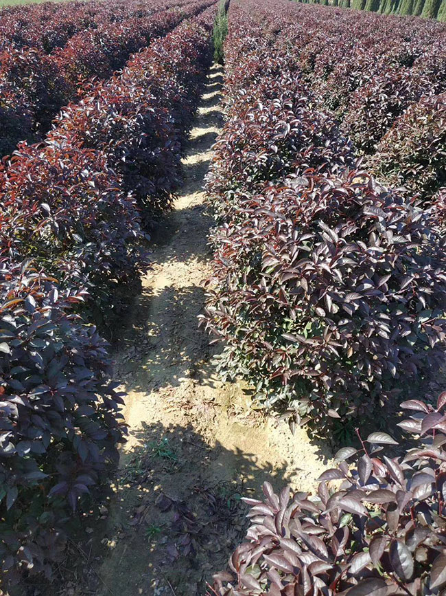 紫葉李什么時(shí)候修剪?紫葉李修剪整形技術(shù)