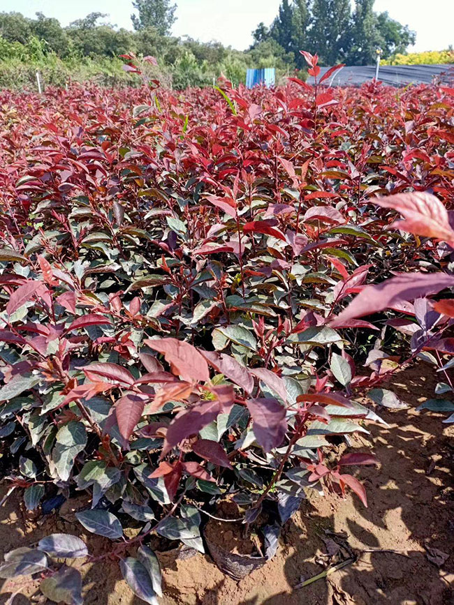 紫葉李什么時(shí)候修剪?紫葉李修剪整形技術(shù)