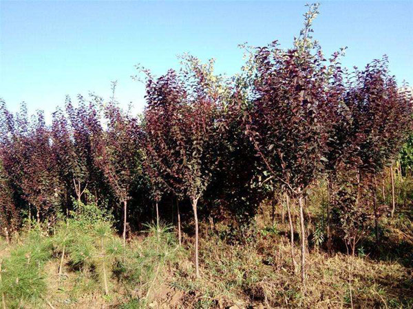 紫葉李苗木基地