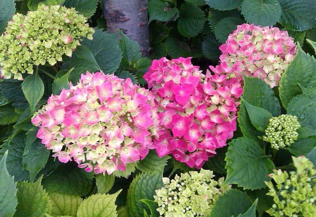 繡球花的花語(yǔ)是什么?繡球花的寓意和象征